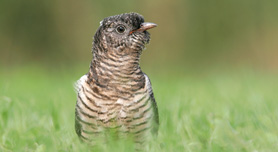 Vogelfotografie