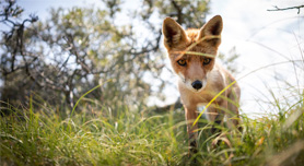 Natuurfotografie voor beginners